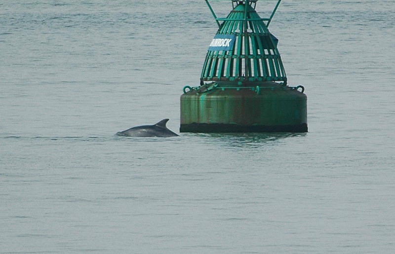 Bottlenose Dolphin - Whales and dolphins