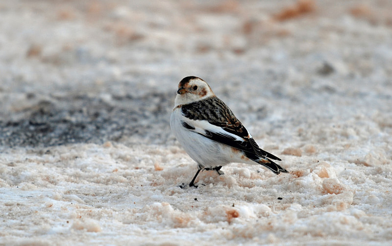 Snow Bunting - Buntings
