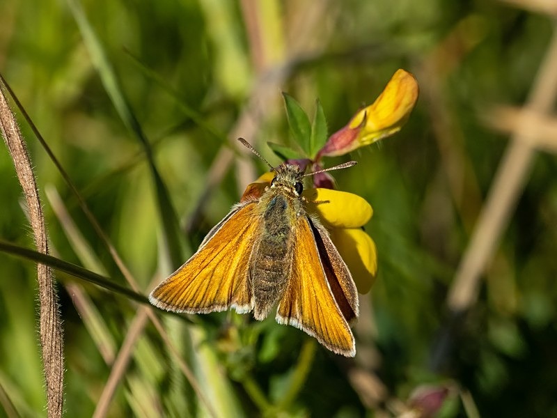 Small Skipper - Butterflies