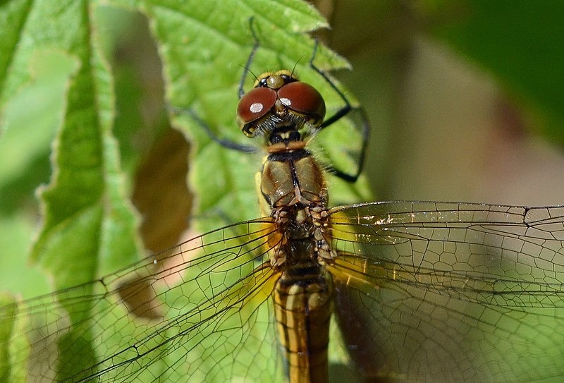 Ruddy Darter - Dragonflies and damselflies