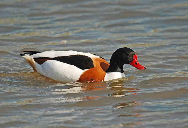 Shelduck - Shelducks