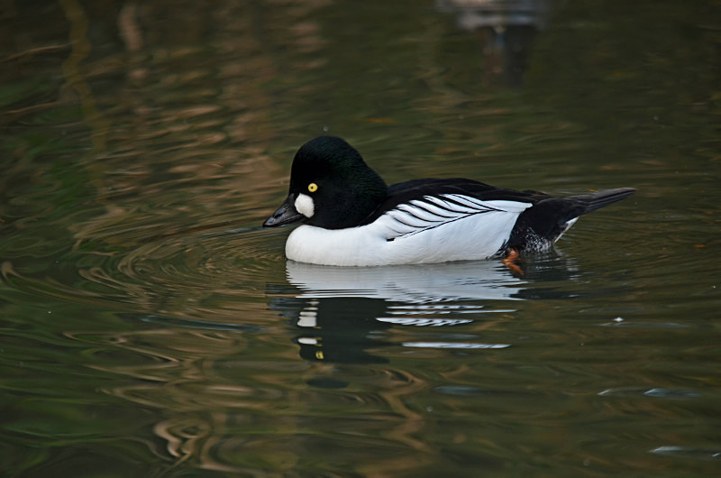 Goldeneye - Diving ducks