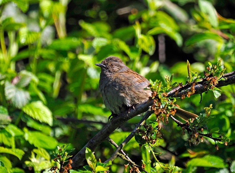 Dunnock - Dunnocks