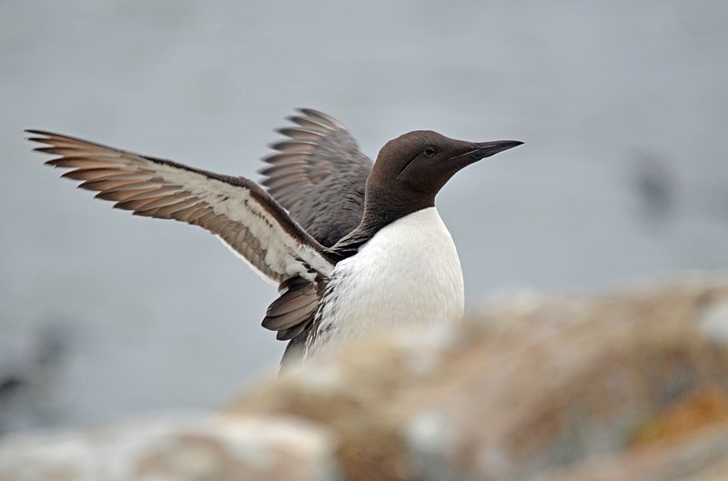 Common Guillemot - North Norway