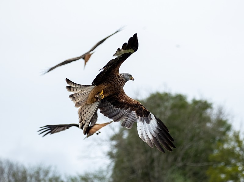 Red Kite - Birds of prey