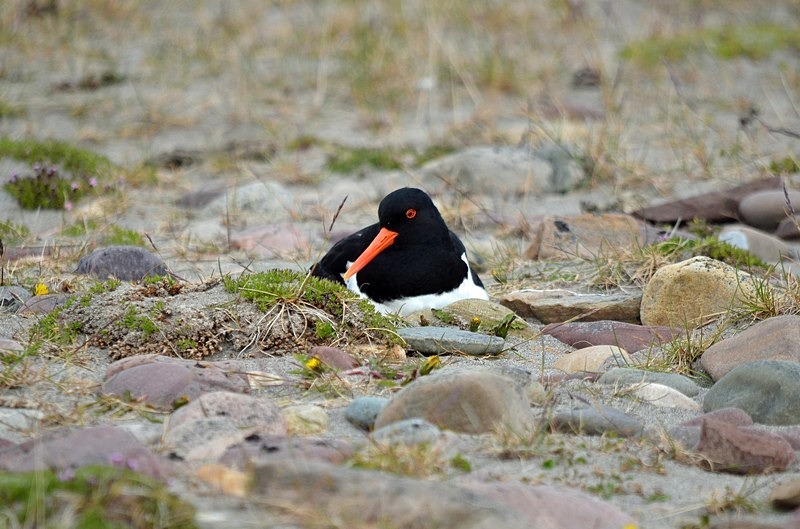 Oystercatcher - North Norway