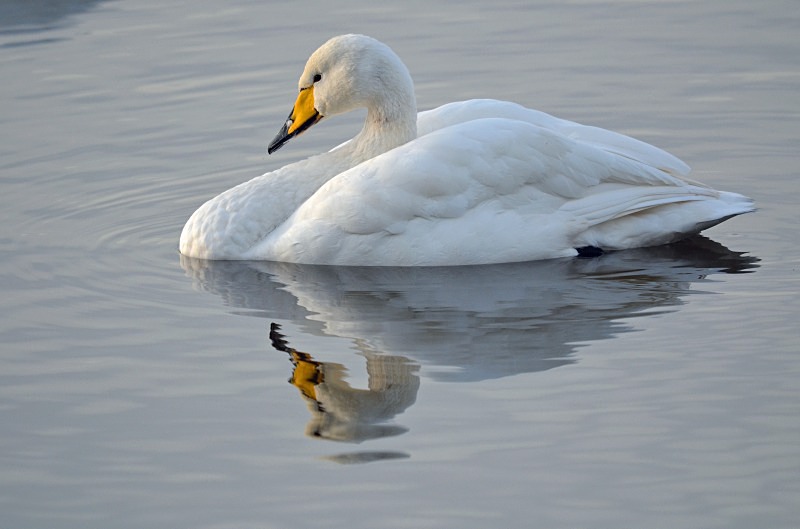 Whooper Swan - Whooper and Bewick's Swans