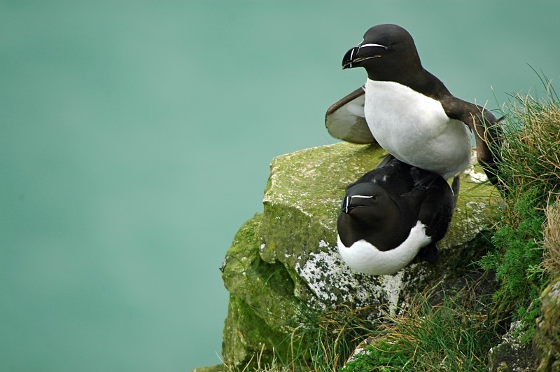 Razorbills - Auks