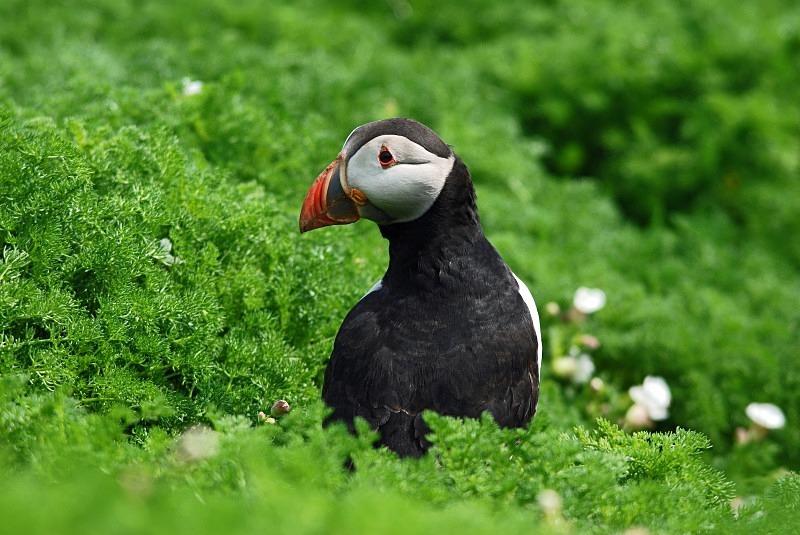 Puffin - Puffins