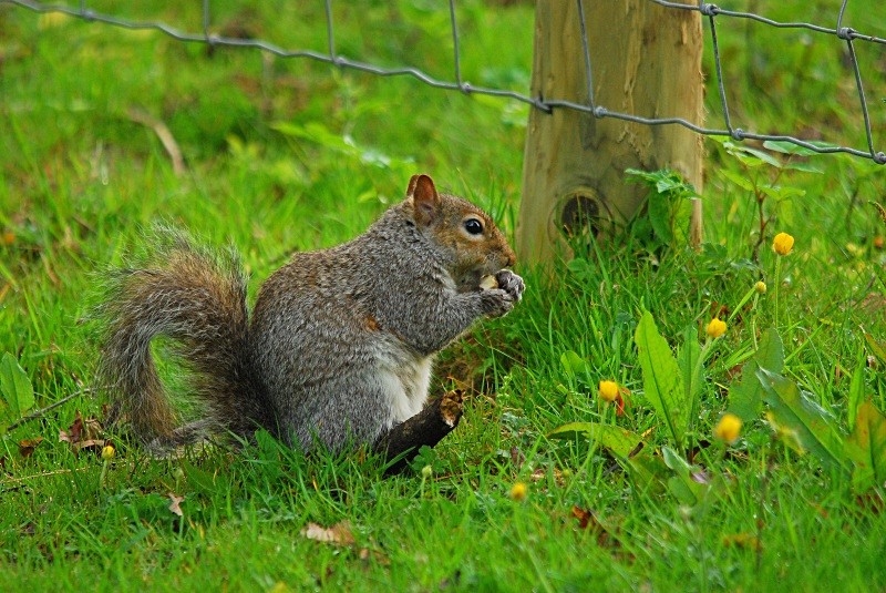 Grey Squirrel - Grey Squirrels