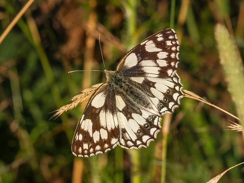 Marbled White - Butterflies