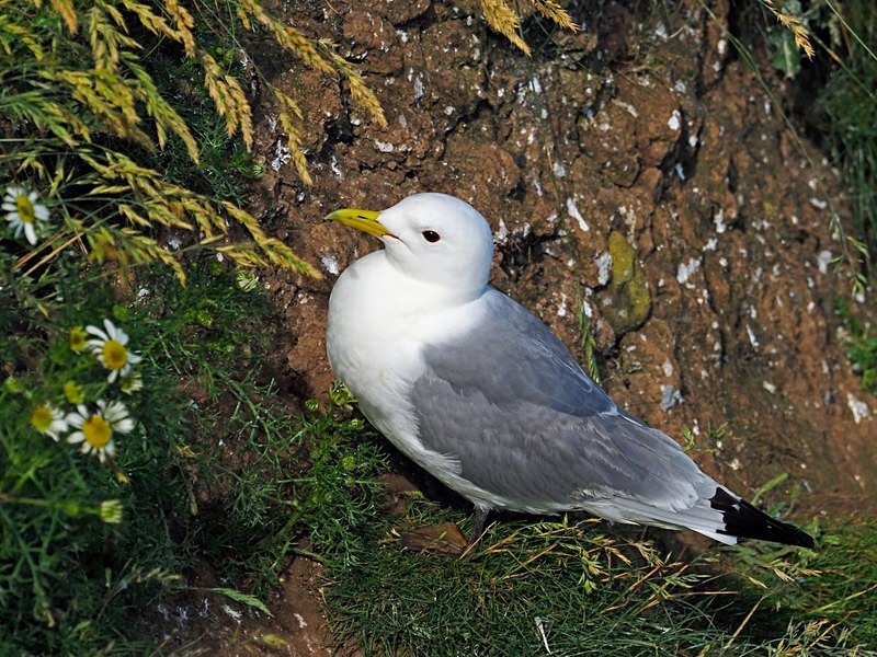 Kittiwake - Gulls