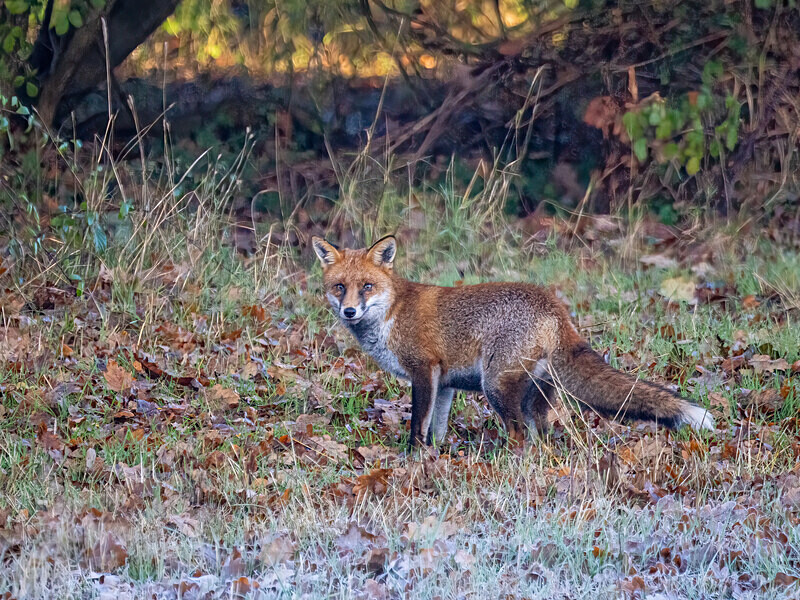 Red Fox - Latest photos