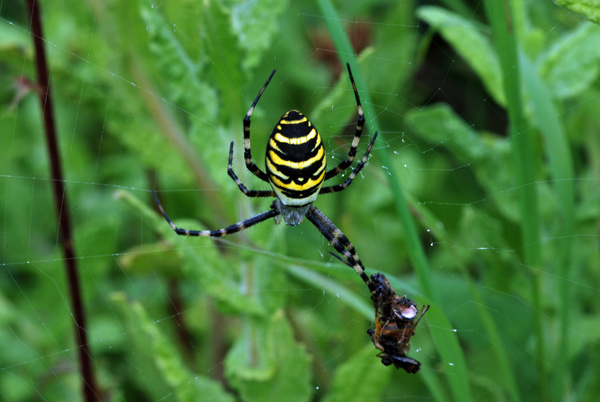Wasp Spider - Insects, beetles, spiders, etc.