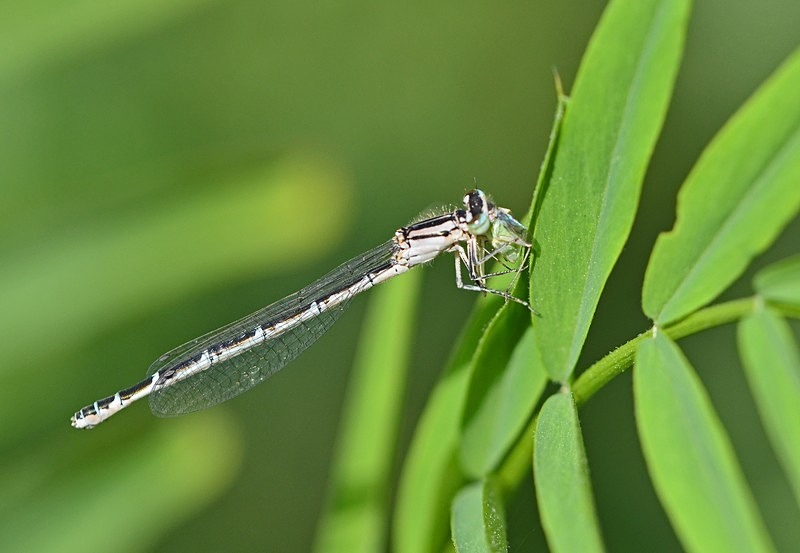 Common Blue Damselfly - Dragonflies and damselflies