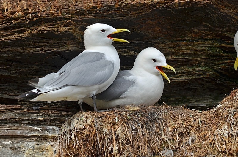 Kittiwakes - North Norway