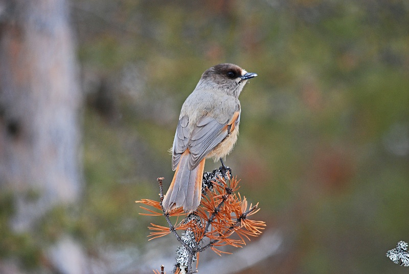 Siberian Jay - Finland