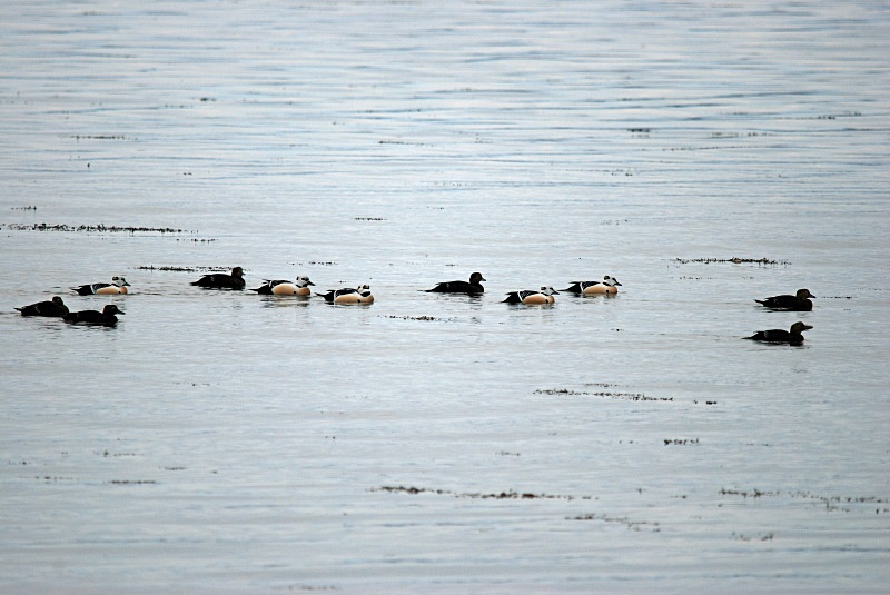 Steller's Eiders - Norway