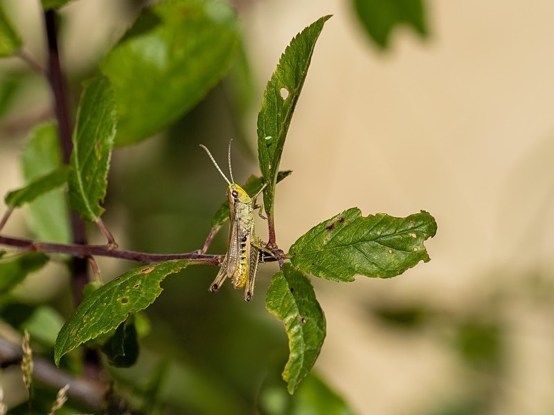 Grasshopper species - Insects, beetles, spiders, etc.