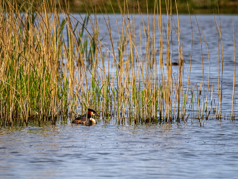 Great Crested Grebe - Latest photos