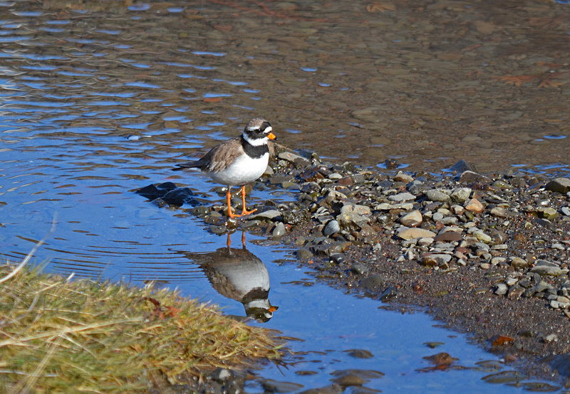 Ringed Plover - Westfjords