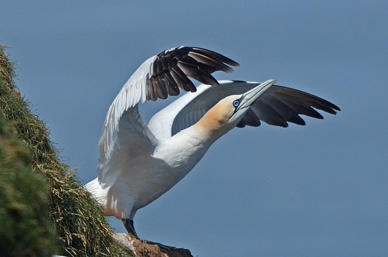 Gannet - Gannets