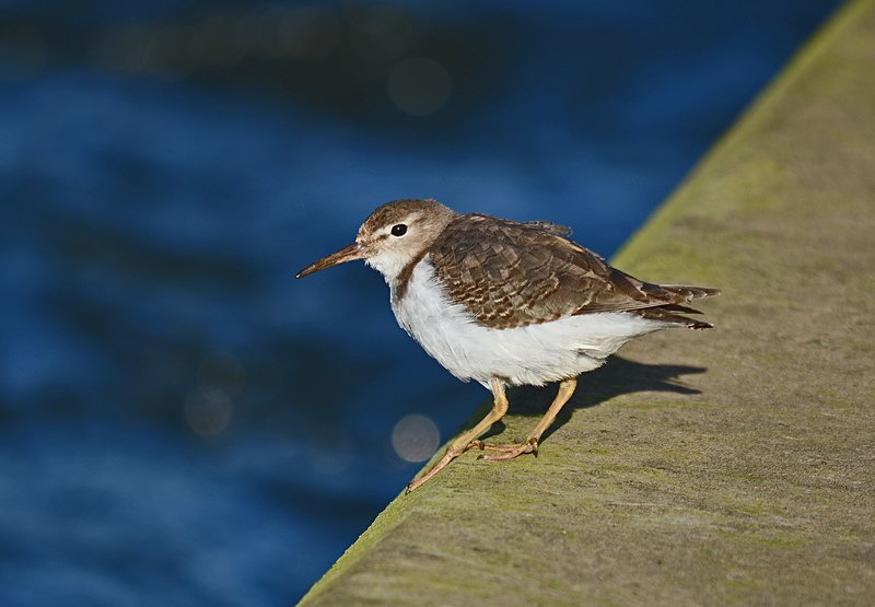 Spotted Sandpiper - Sandpipers