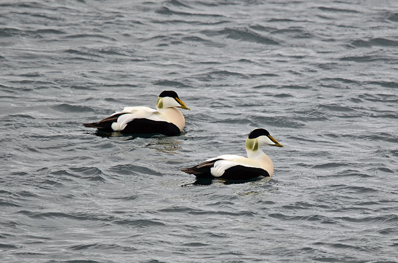 Eiders - North east Iceland
