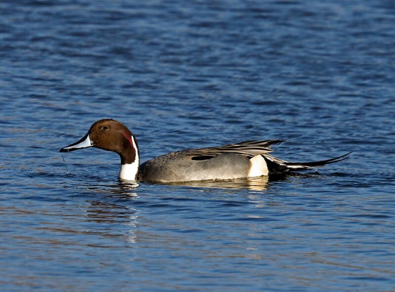 Pintail - Dabbling ducks