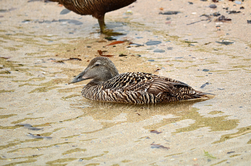 Eider - Diving ducks
