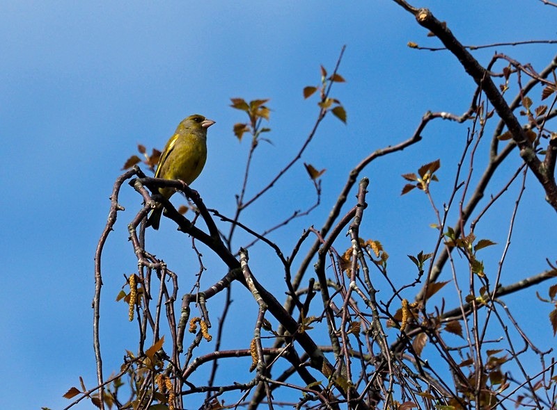 Greenfinch - Finches
