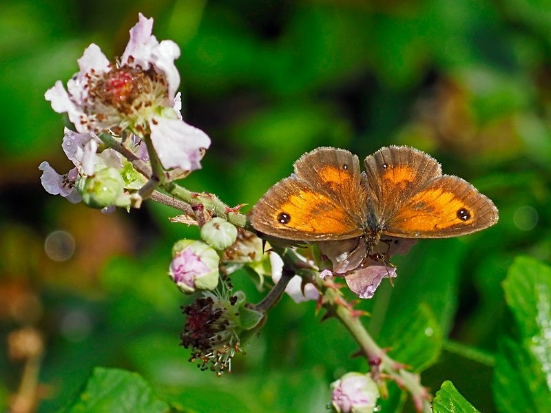 Gatekeeper - Butterflies