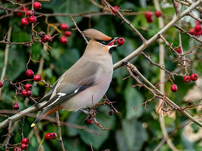 Waxwing - Latest photos