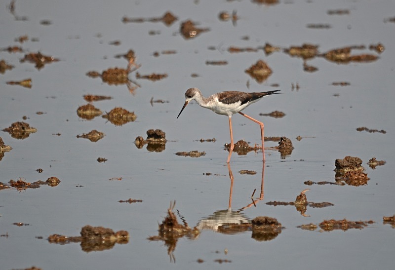 Black-winged Stilt - South Spain - September 2013
