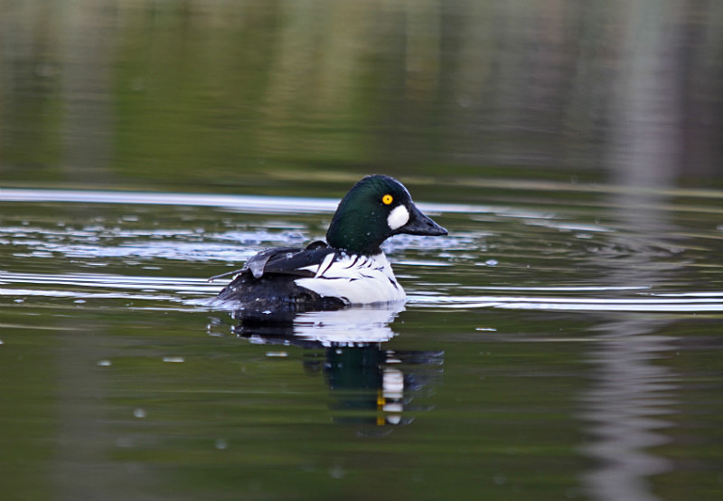 Goldeneye - North east Finland