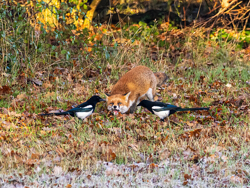 Red Fox - Latest photos