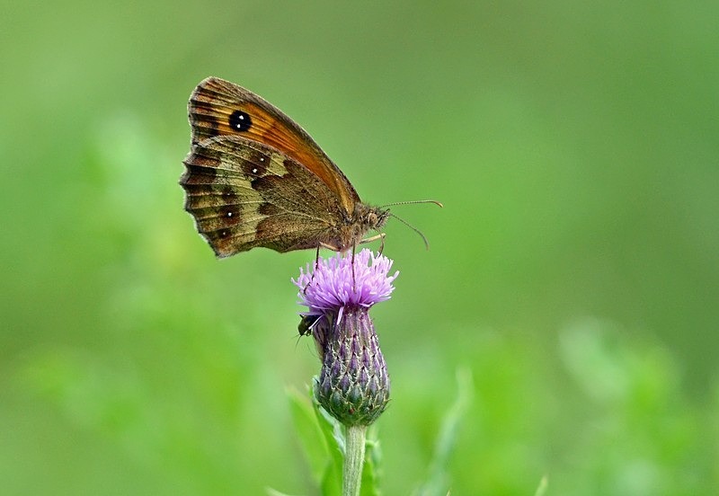 Gatekeeper - Butterflies