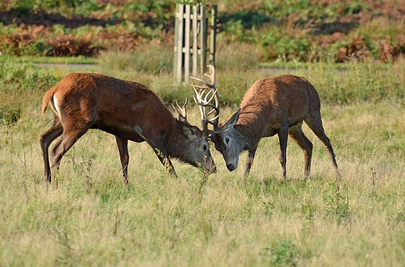 Red Deer - Red Deer