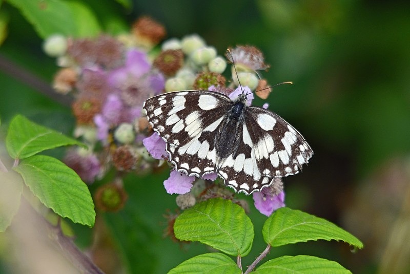 Marbled White - Butterflies
