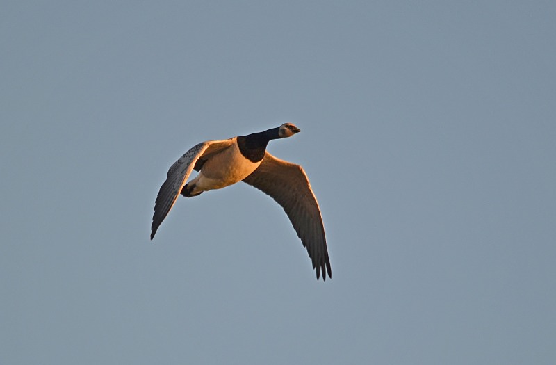 Barnacle Goose - Black geese