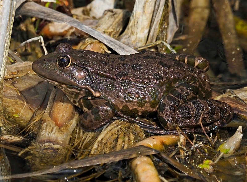 Marsh Frog - Frogs and toads