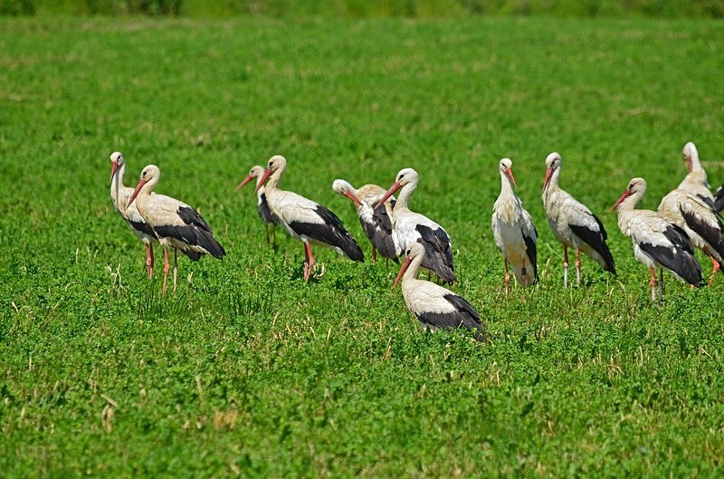 White Storks - Slovakia