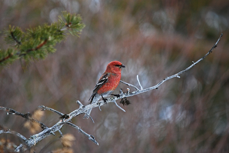 Pine Grosbeak - Finland