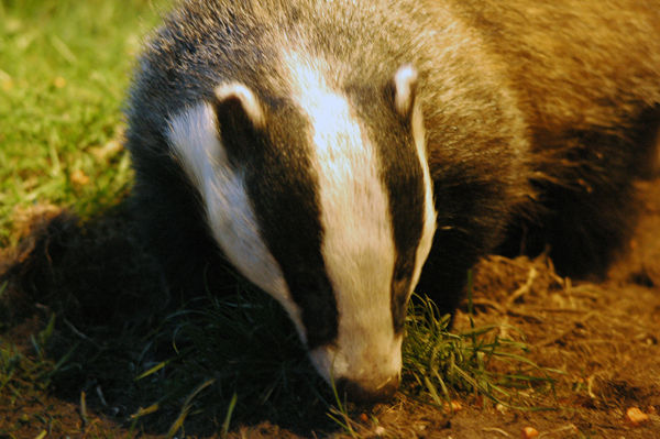 Badger - Other mammals