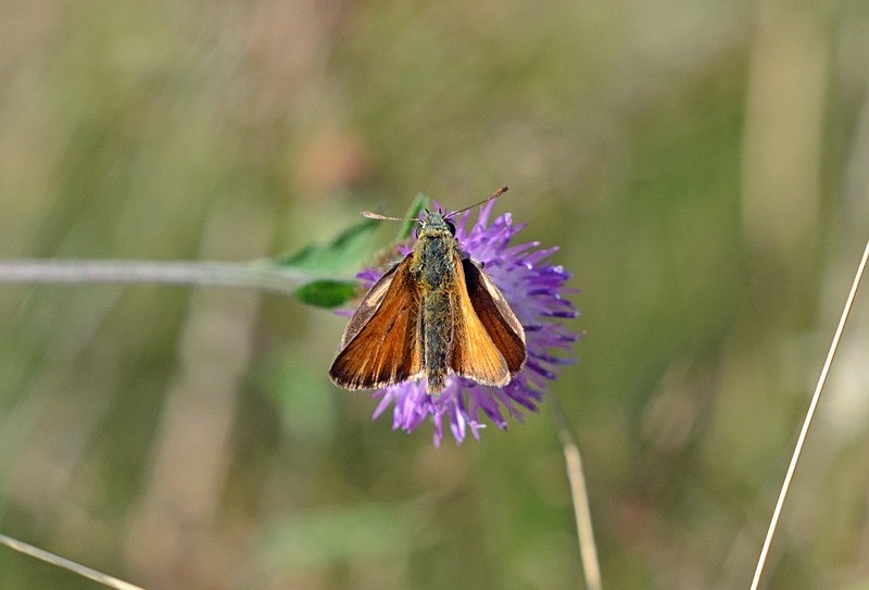 Small Skipper - Butterflies