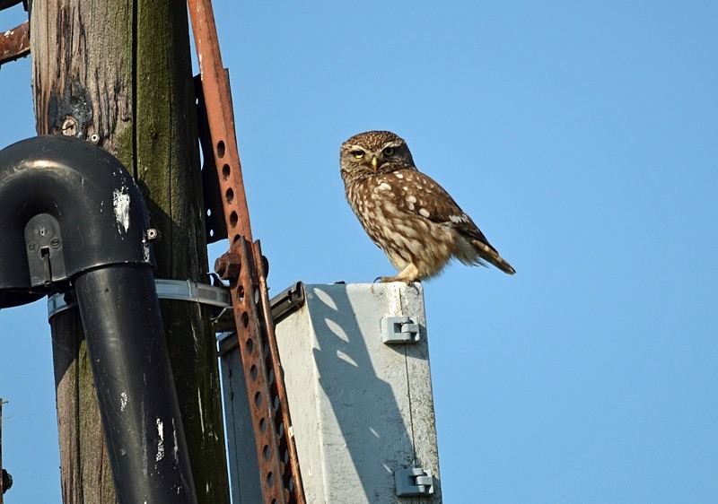 Little Owl - Hungary