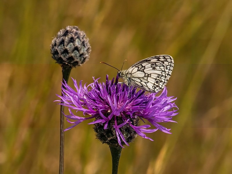 Marbled White - Butterflies