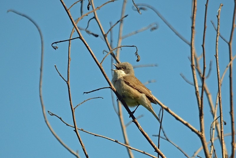 Lesser Whitethroat - Warblers