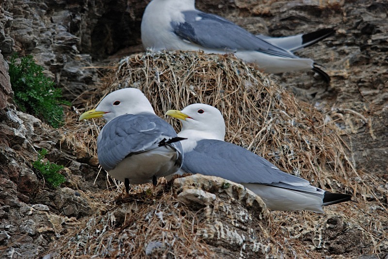Kittiwake - North Finland and north Norway - May and June 2009