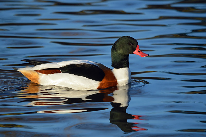Shelduck - Shelducks